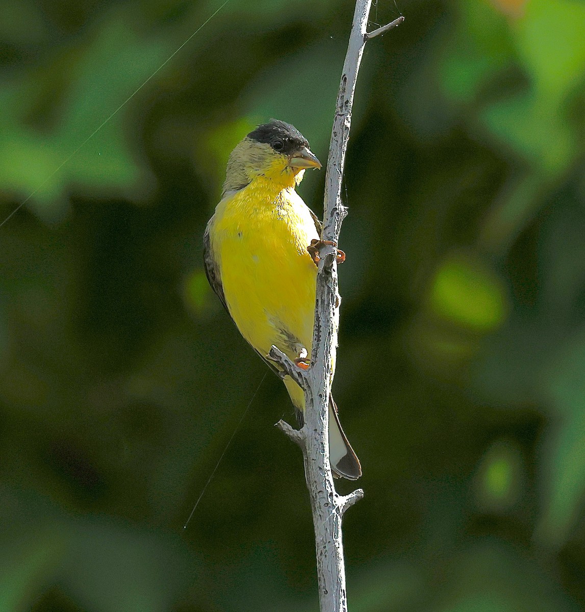 Lesser Goldfinch - ML641588689