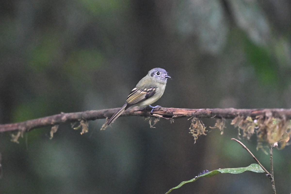 Slaty-capped Flycatcher - ML641588735