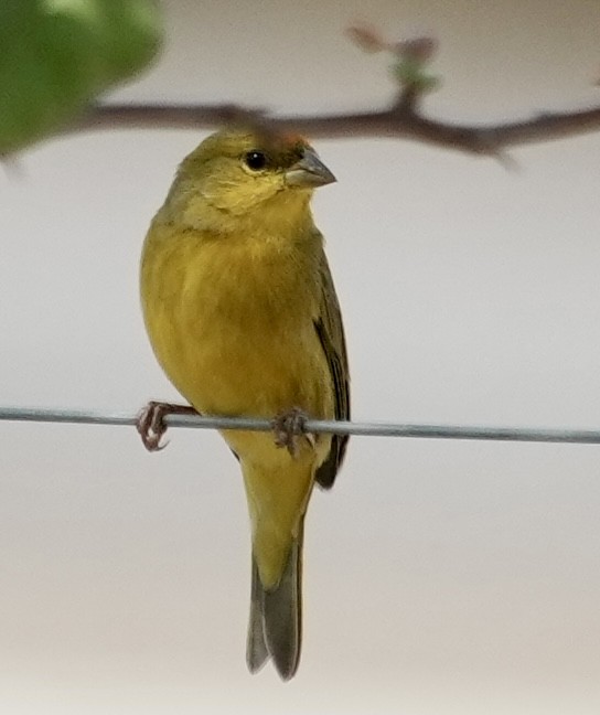 Orange-fronted Yellow-Finch - ML641588756