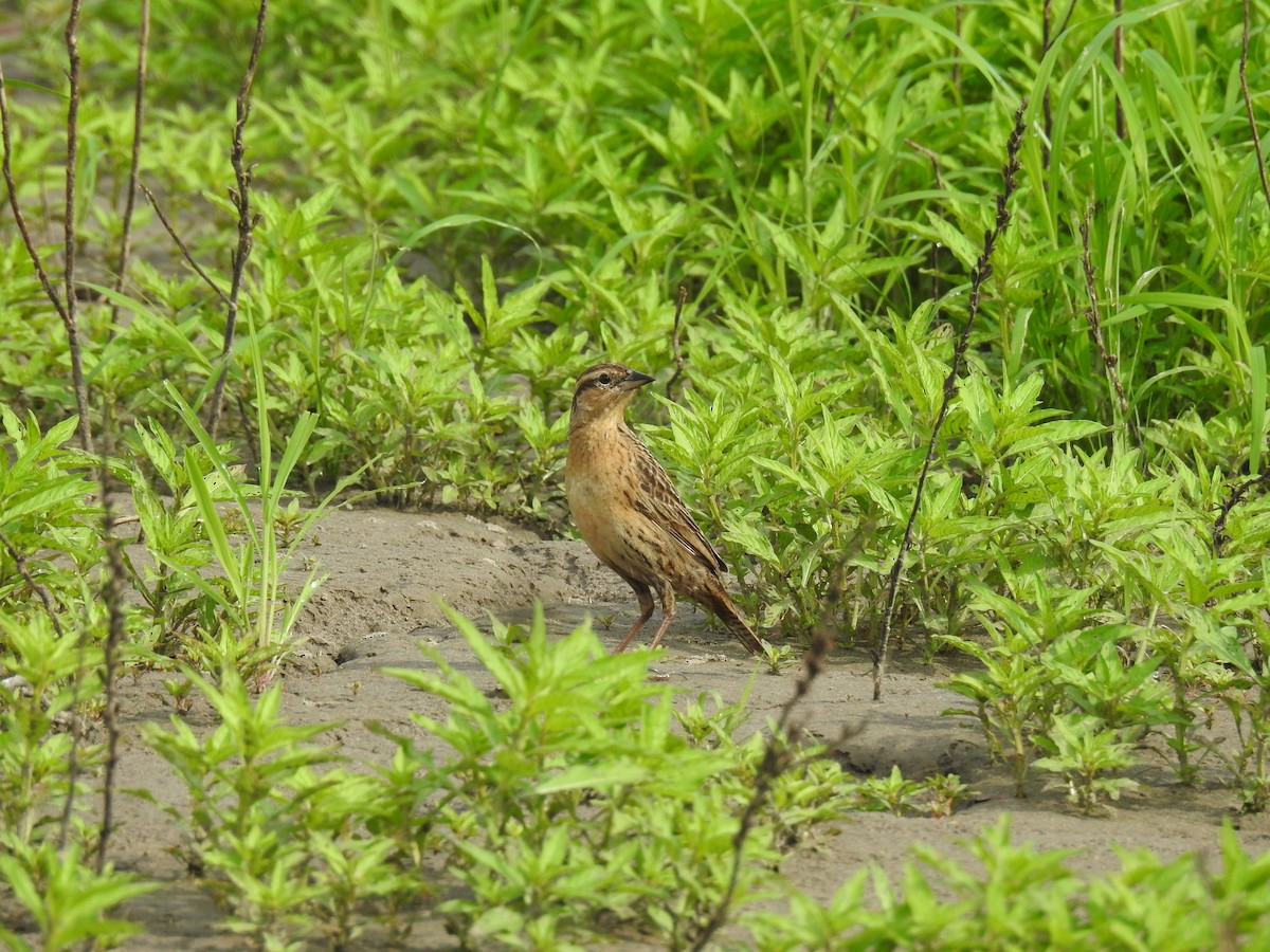 Red-breasted Meadowlark - ML641588777