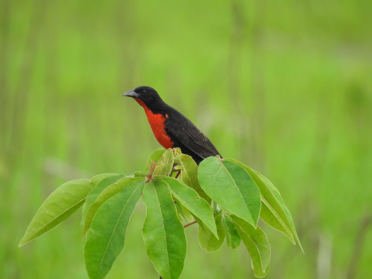 Red-breasted Meadowlark - ML641588778