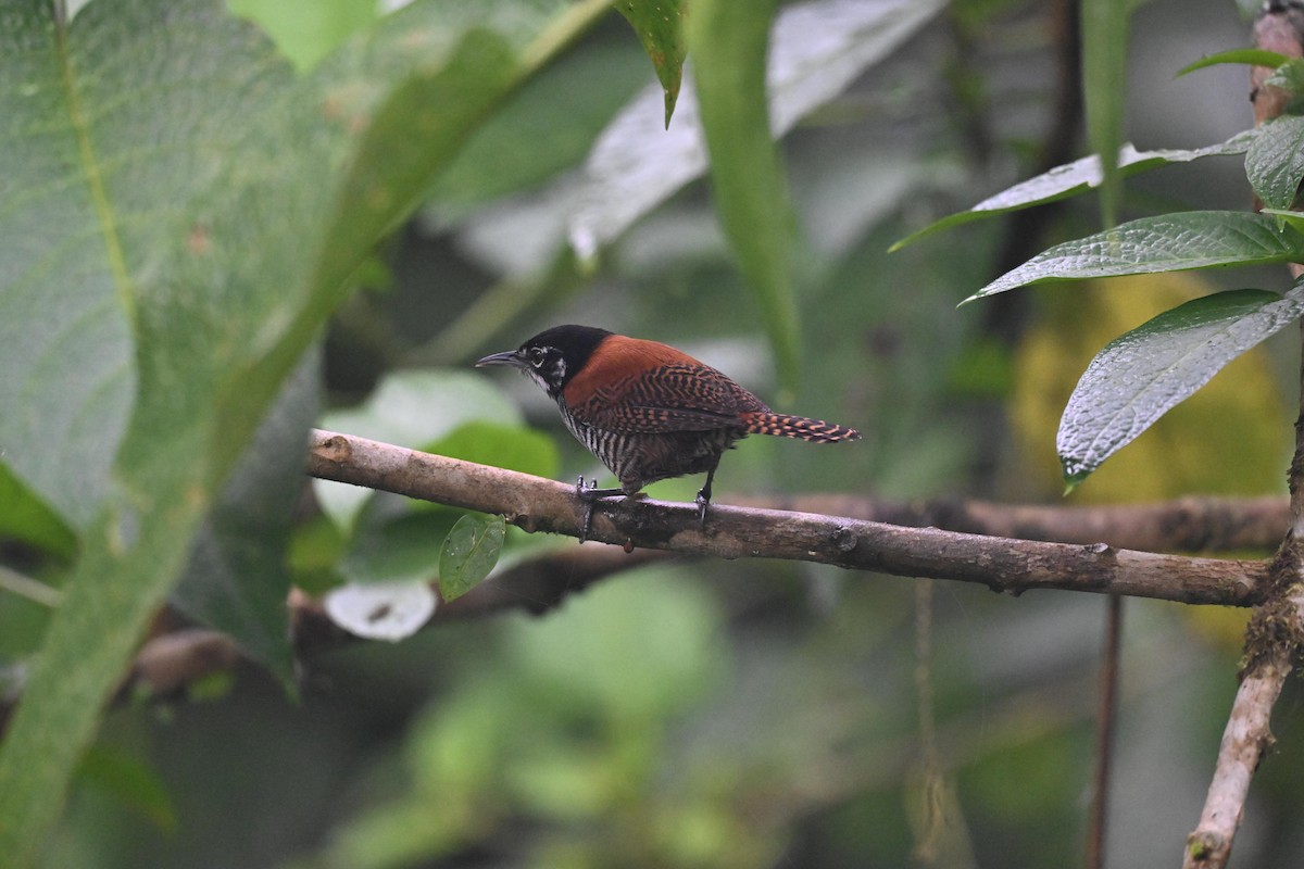 Bay Wren (South American) - ML641588783