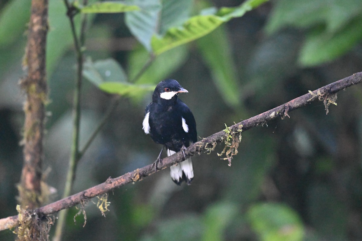 Black Solitaire - ML641588795