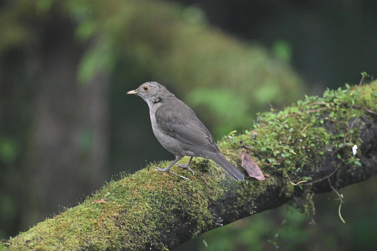 Ecuadorian Thrush - ML641588799
