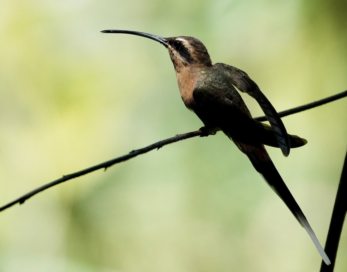 Planalto Hermit - ML641588813