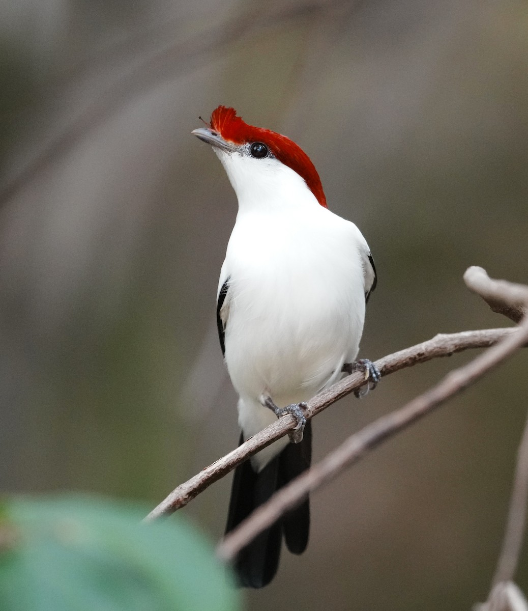 Araripe Manakin - ML641588847