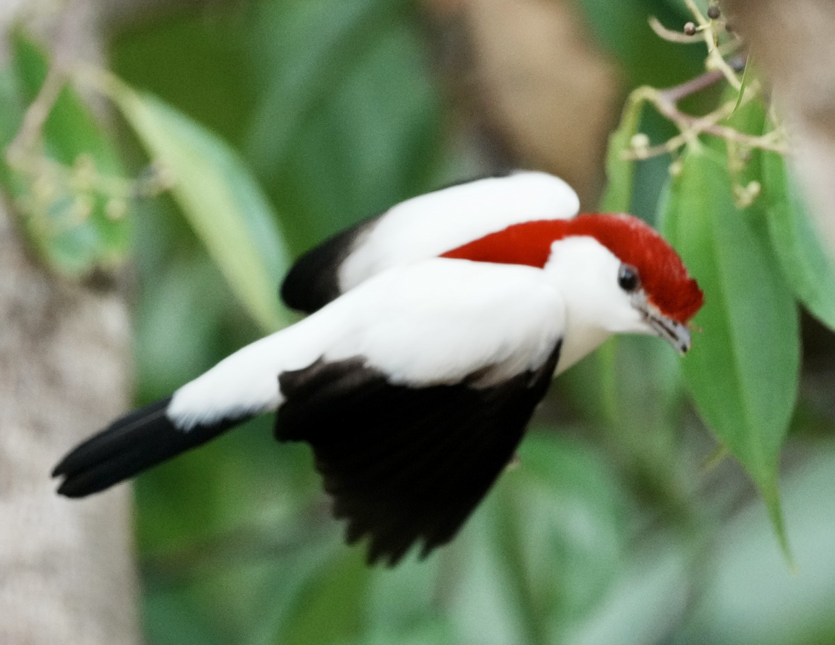 Araripe Manakin - ML641588848