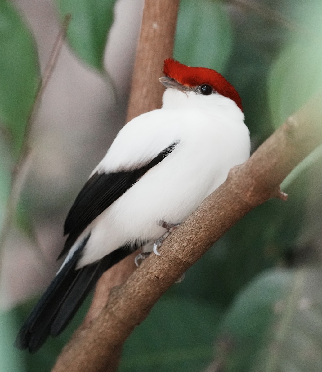 Araripe Manakin - ML641588850