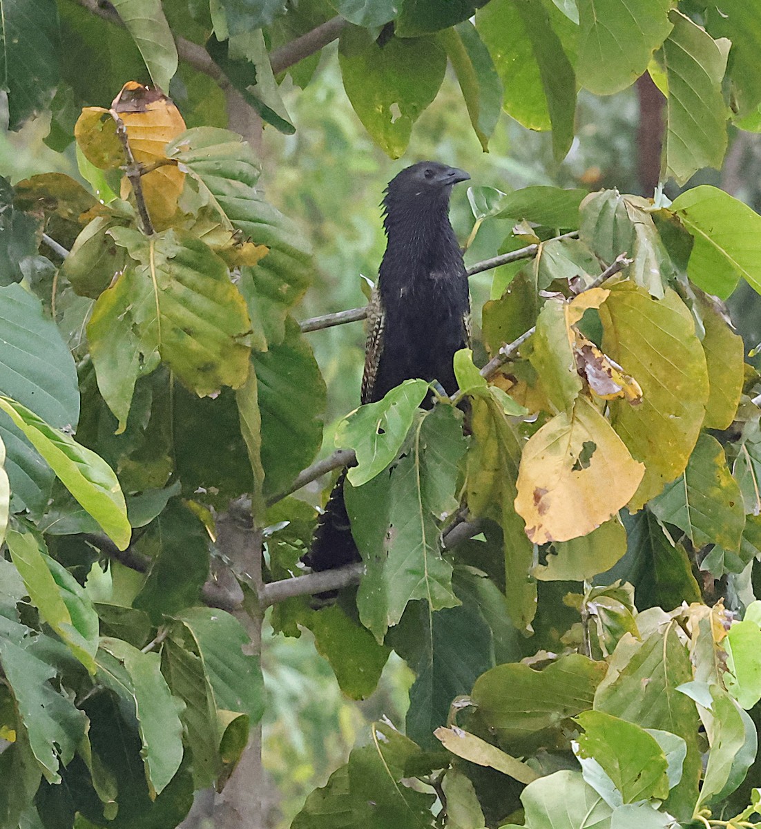 Pheasant Coucal - ML641588854