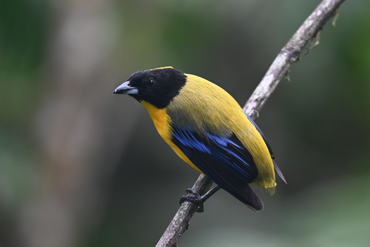 Black-chinned Mountain Tanager - ML641588892