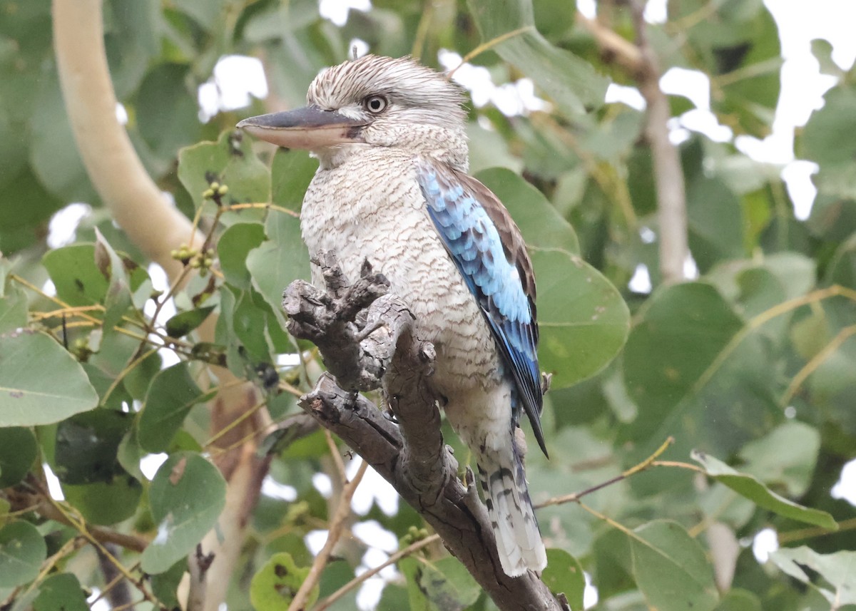 Blue-winged Kookaburra - ML641588916