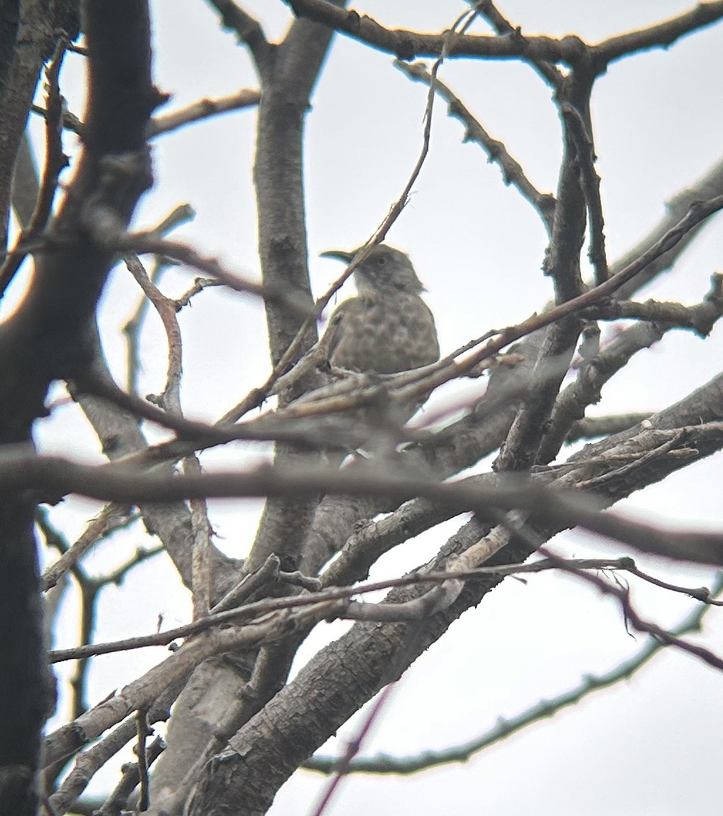 Curve-billed Thrasher - ML641588930