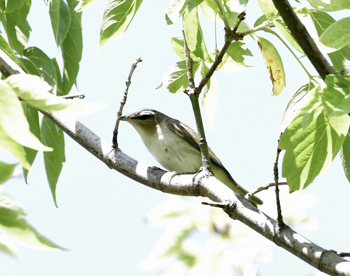 アカメモズモドキ - ML641588983