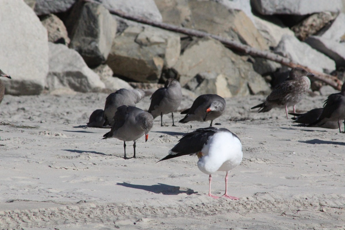 Heermann's Gull - ML641589023