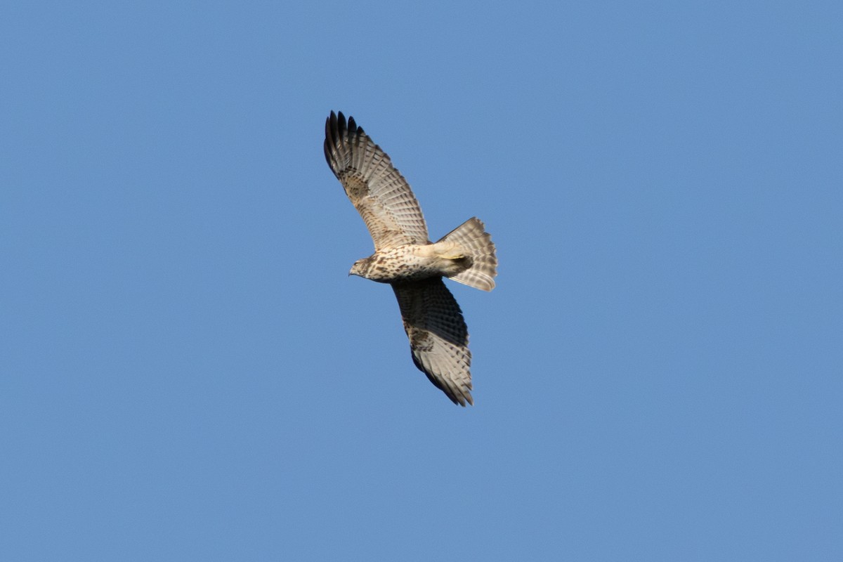 Buteo, unbestimmt - ML641589038