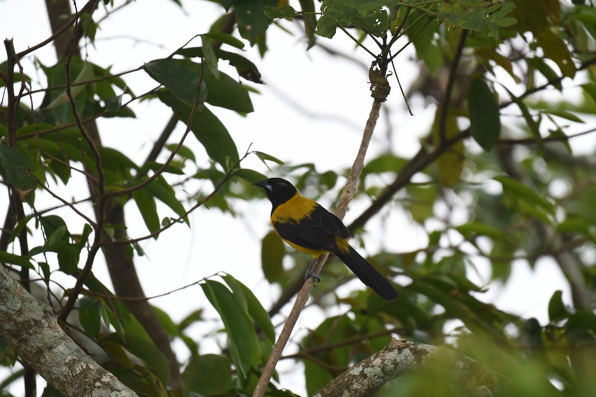Audubon's Oriole (Dickey's) - ML641589052