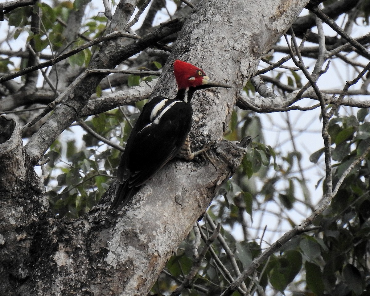 Crimson-crested Woodpecker - ML641589060