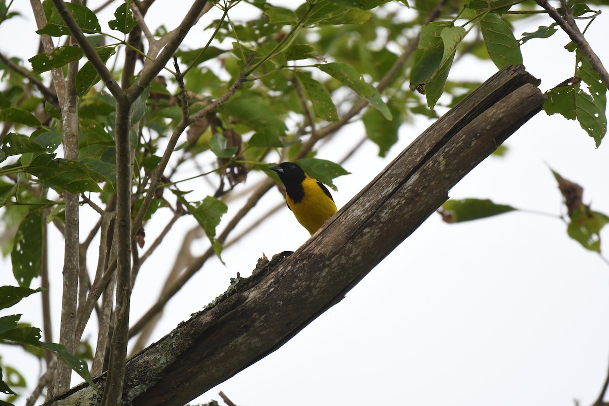 Audubon's Oriole (Dickey's) - ML641589065