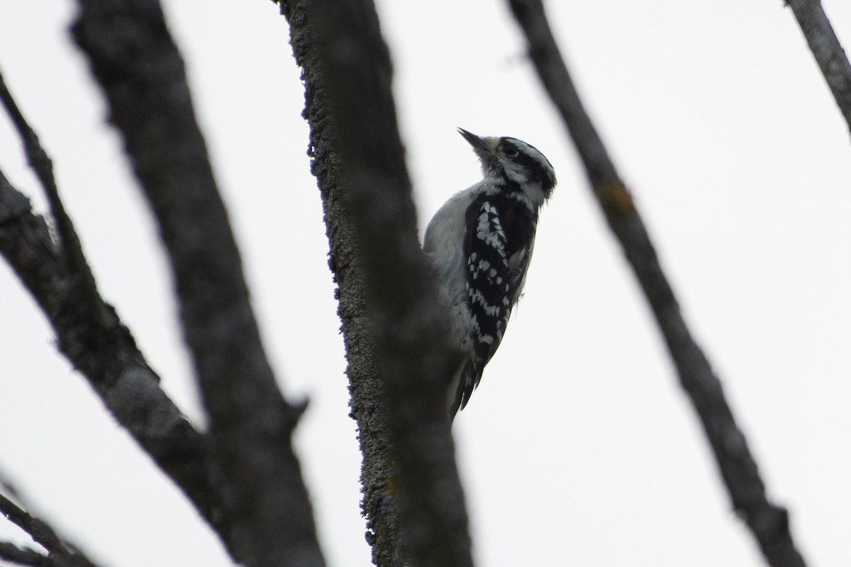 Downy Woodpecker - ML641589204