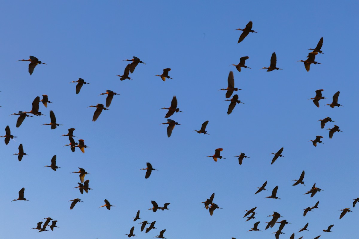 White-faced Ibis - ML641589206