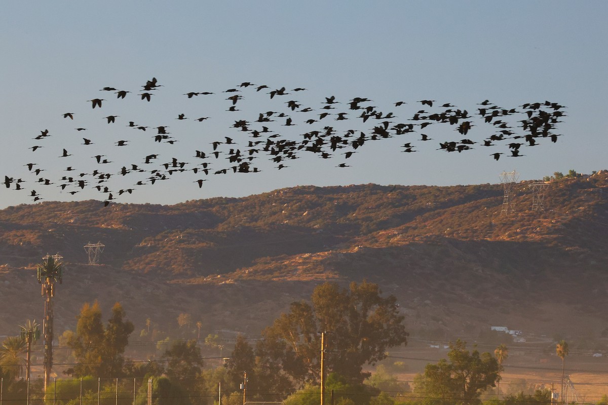 White-faced Ibis - ML641589207