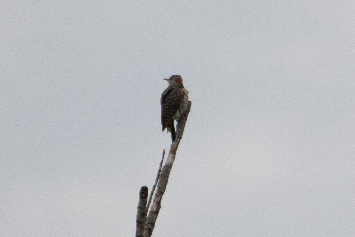 Northern Flicker - ML641589222