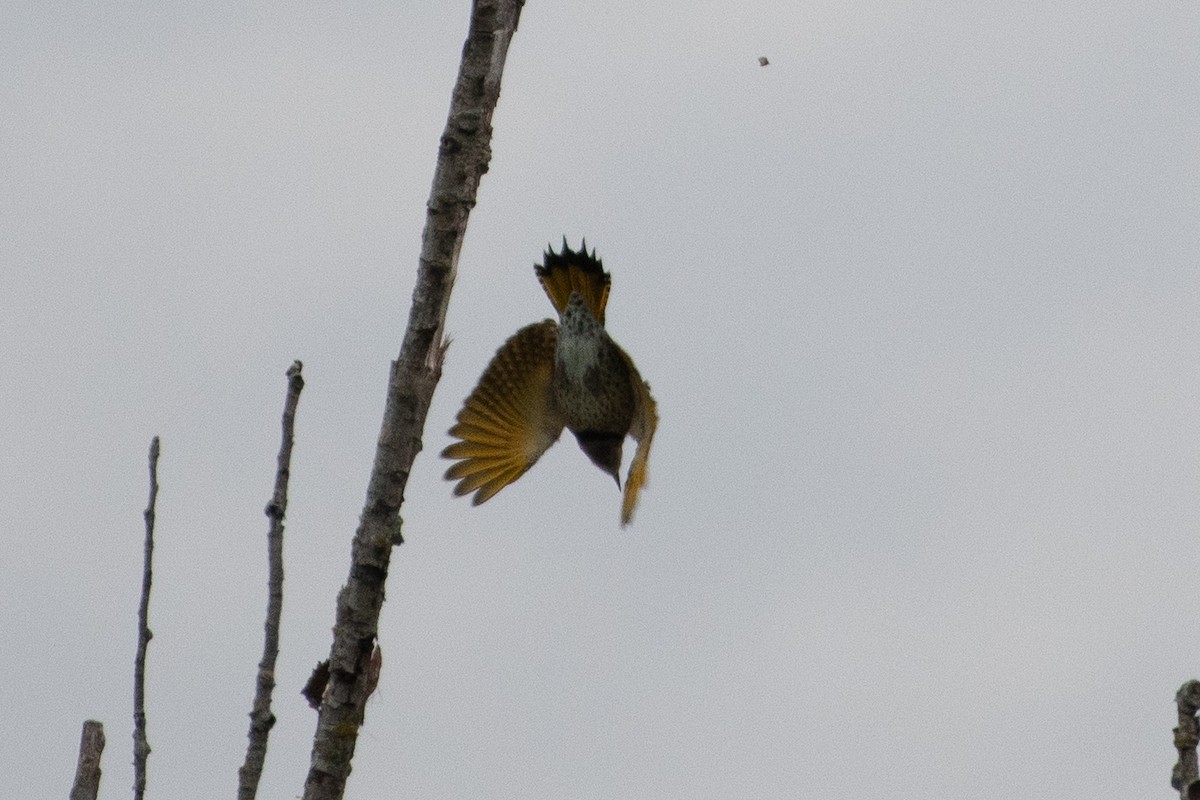 Northern Flicker - ML641589223