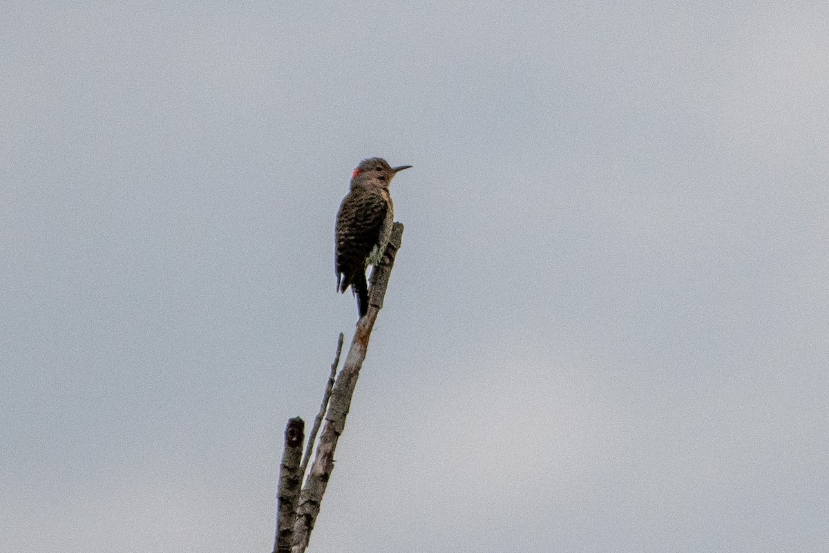 Northern Flicker - ML641589224