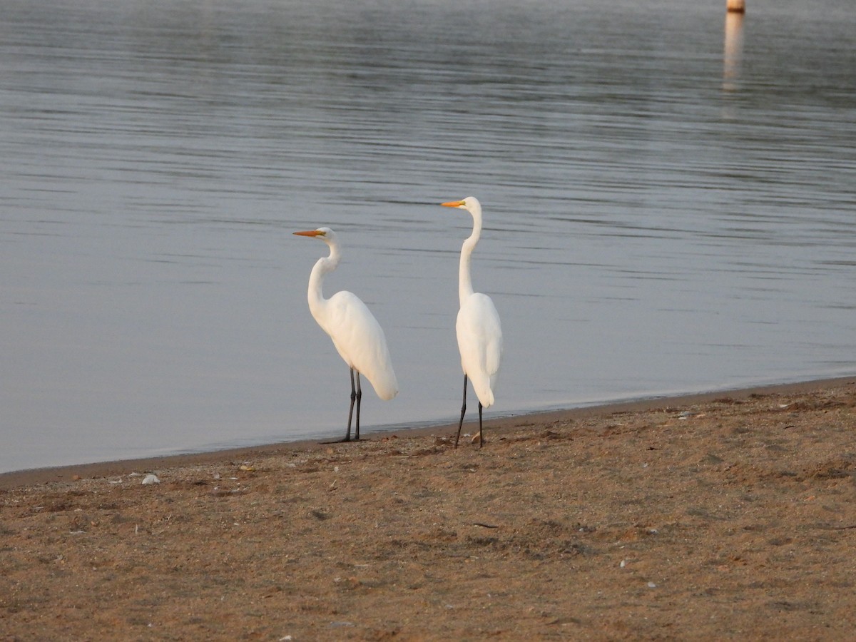 Grande Aigrette - ML641589226