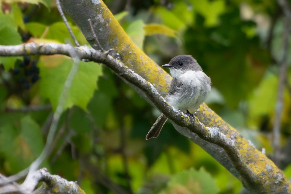 Eastern Phoebe - ML641589238