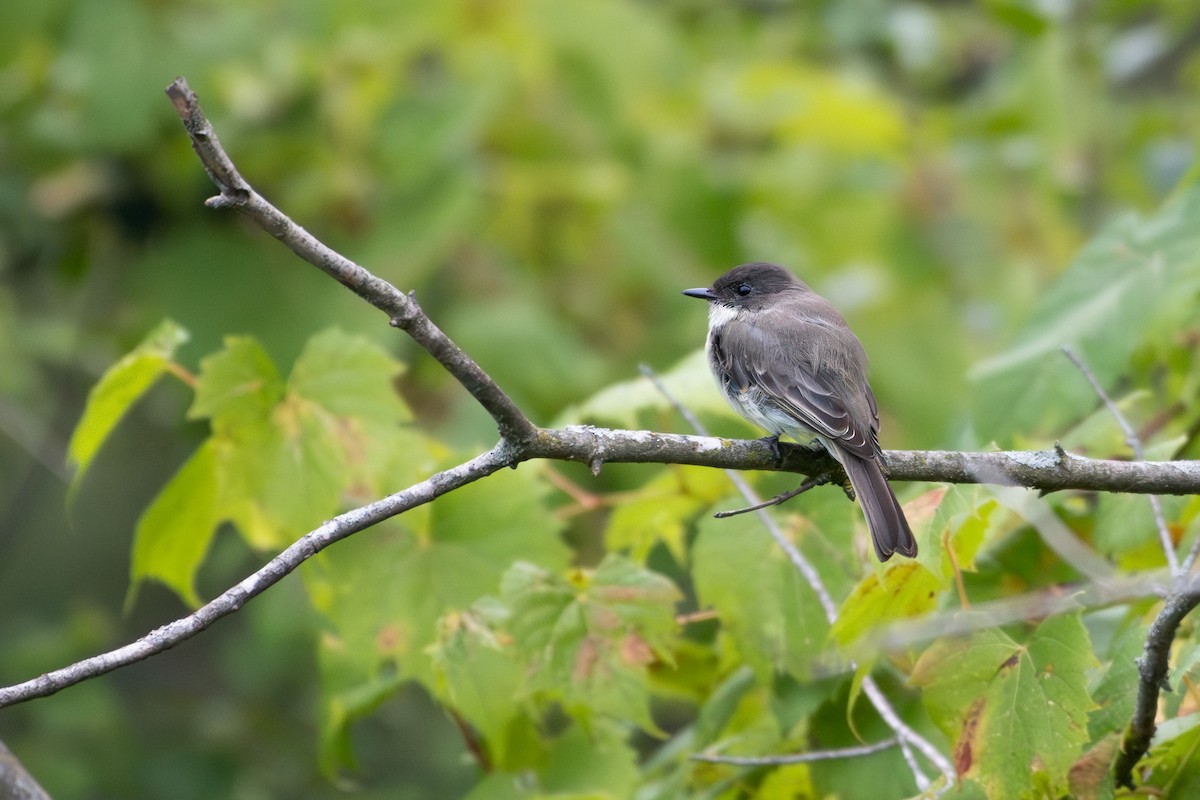 Eastern Phoebe - ML641589239