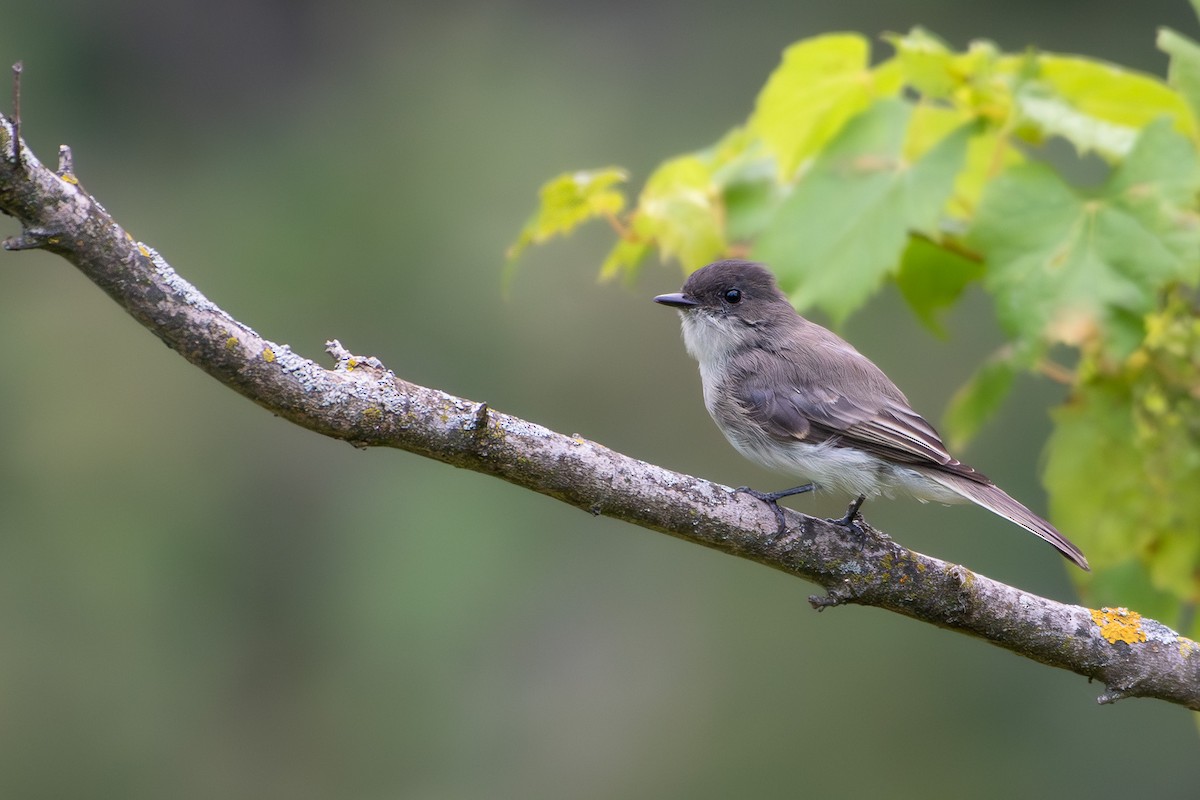 Eastern Phoebe - ML641589240