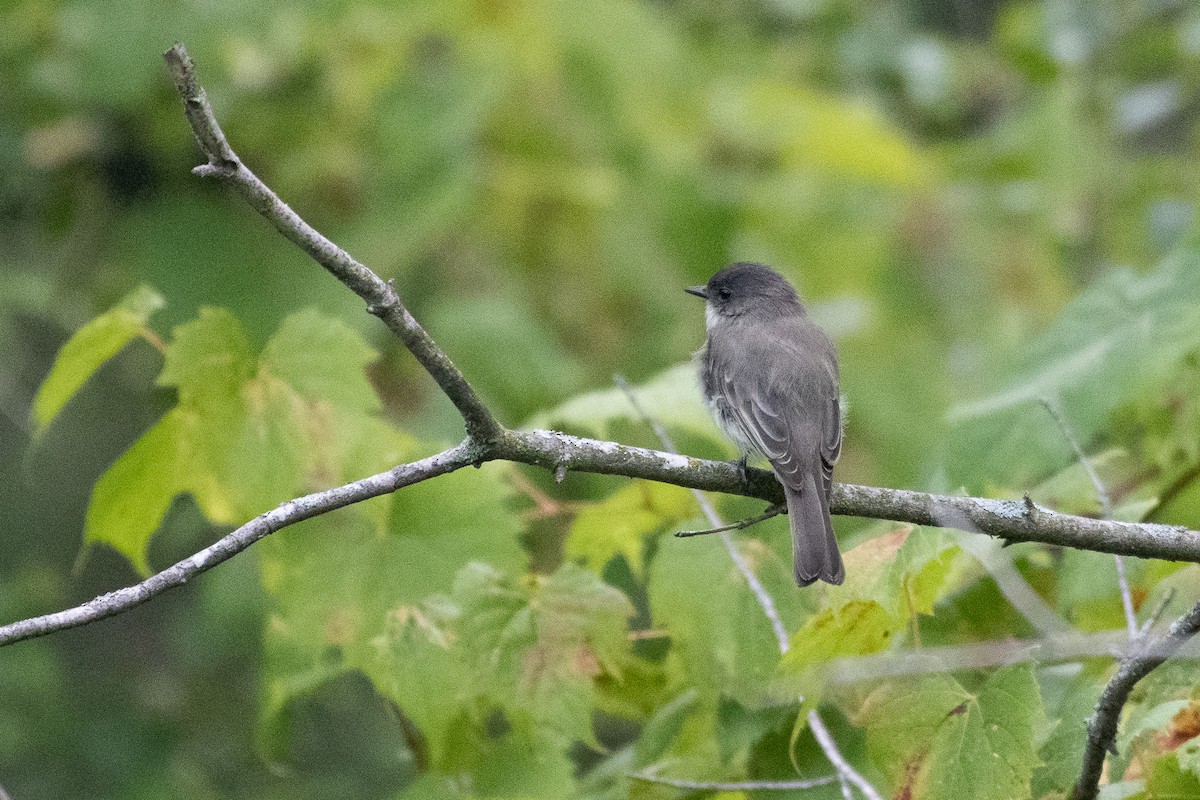 Eastern Phoebe - ML641589241
