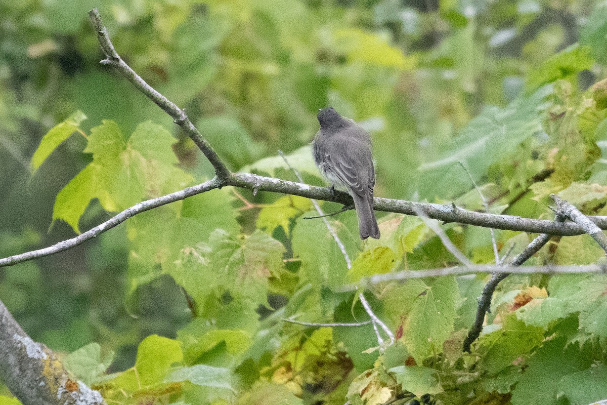 Eastern Phoebe - ML641589242