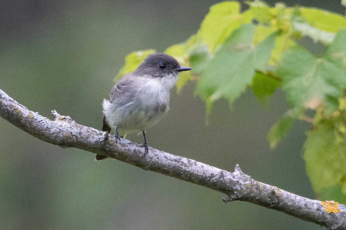 Eastern Phoebe - ML641589243