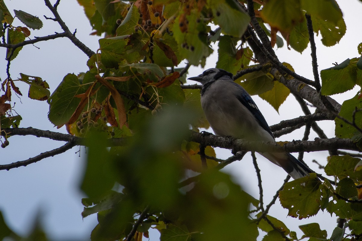 Blue Jay - ML641589245