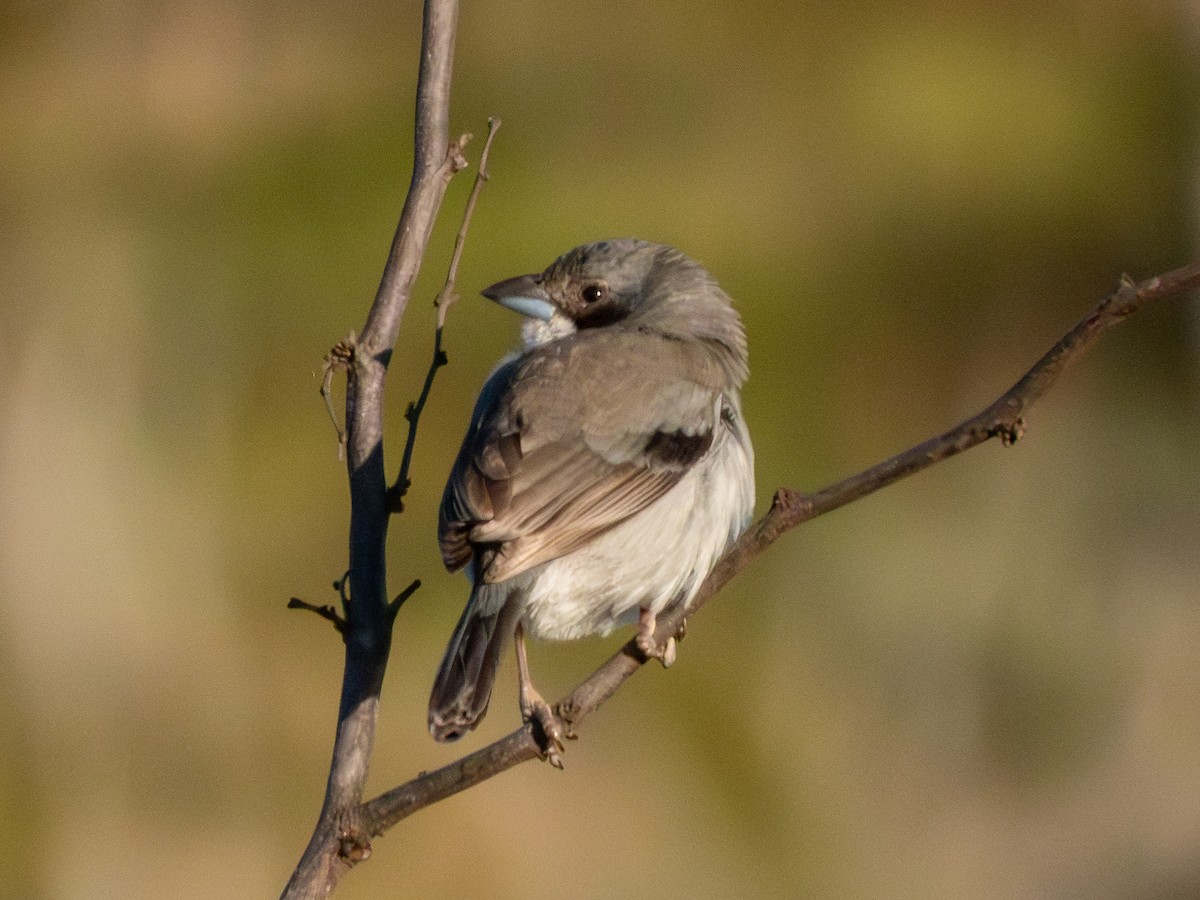 White-banded Tanager - ML641589246
