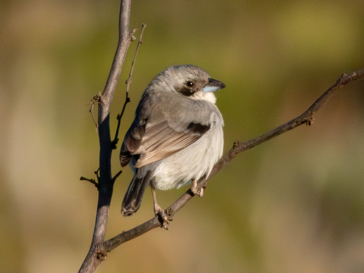 White-banded Tanager - ML641589250