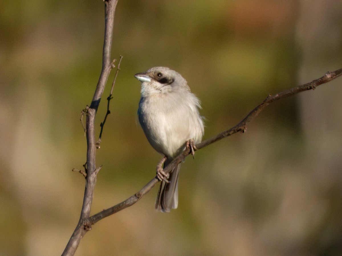 White-banded Tanager - ML641589253