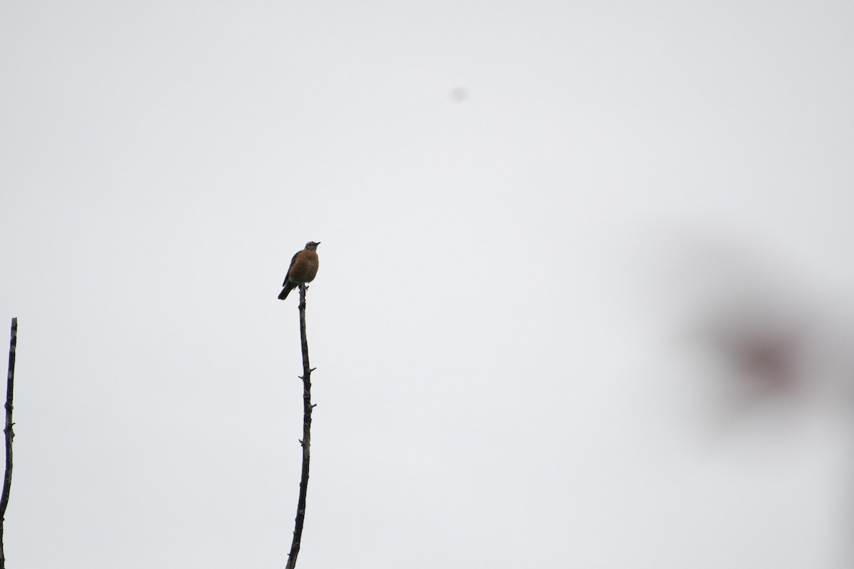American Robin - ML641589258