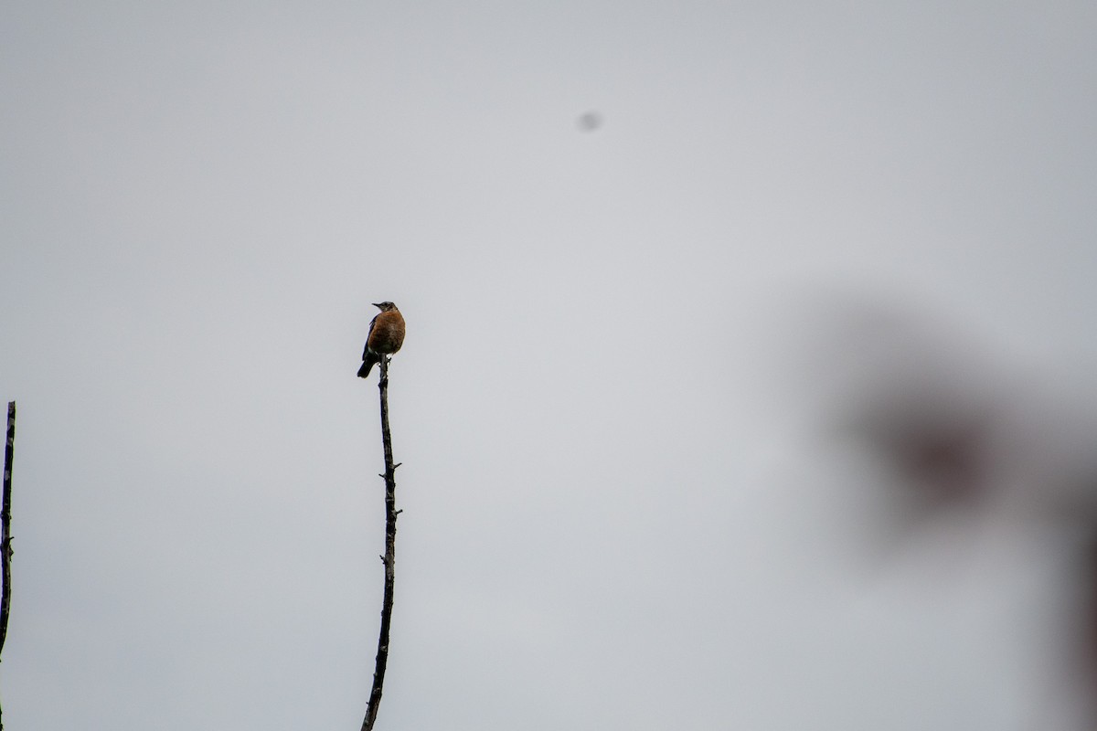 American Robin - ML641589259