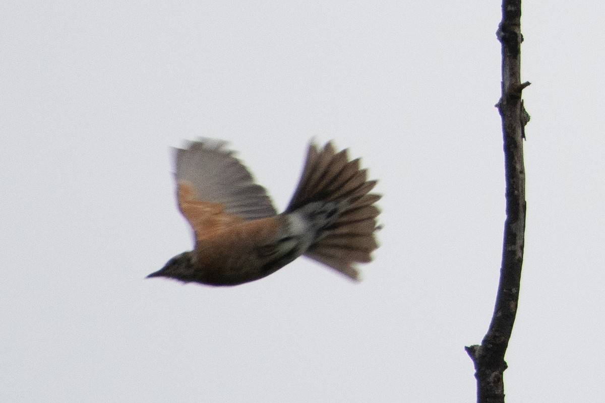 American Robin - ML641589260