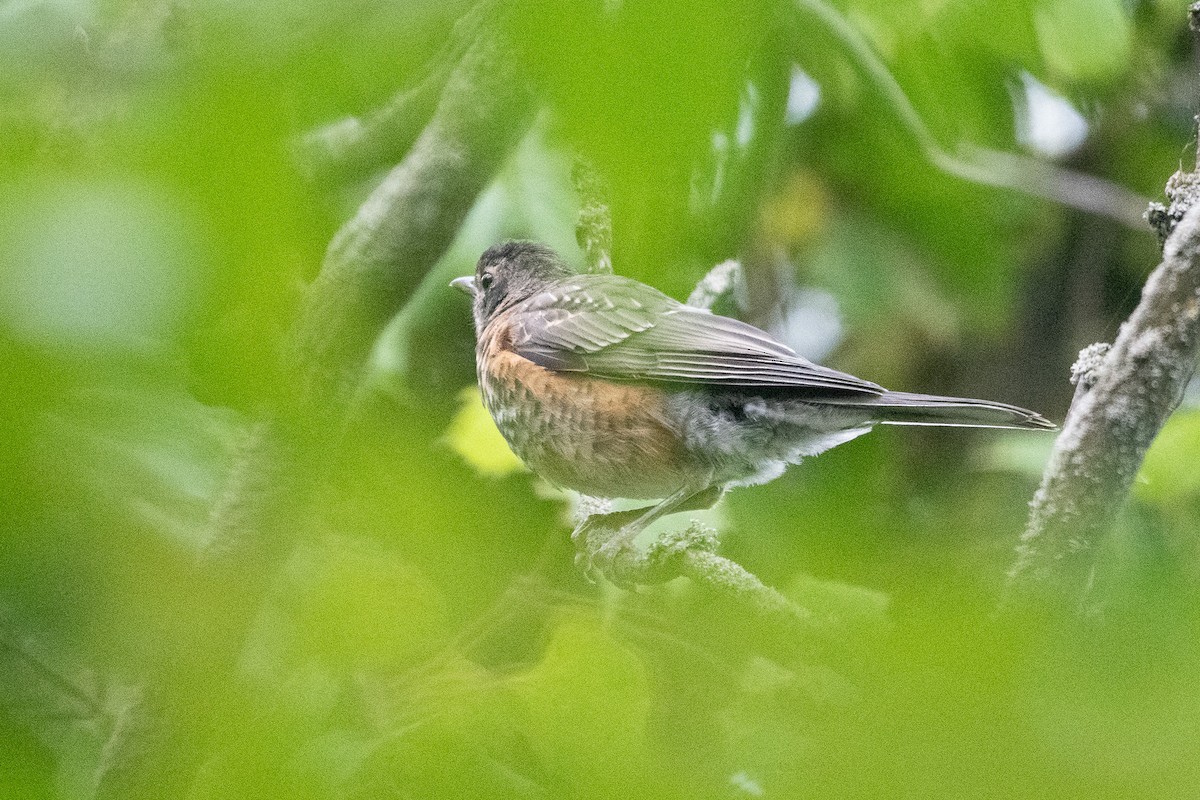 American Robin - ML641589261