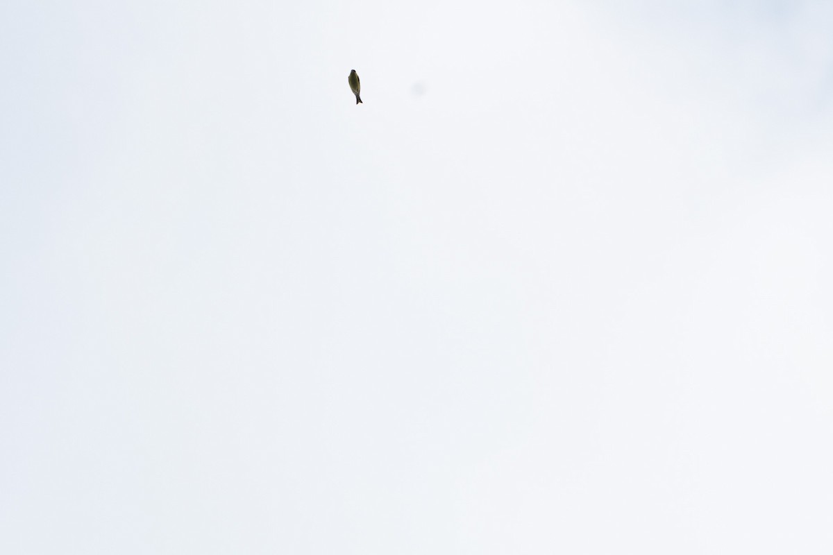 American Goldfinch - ML641589266