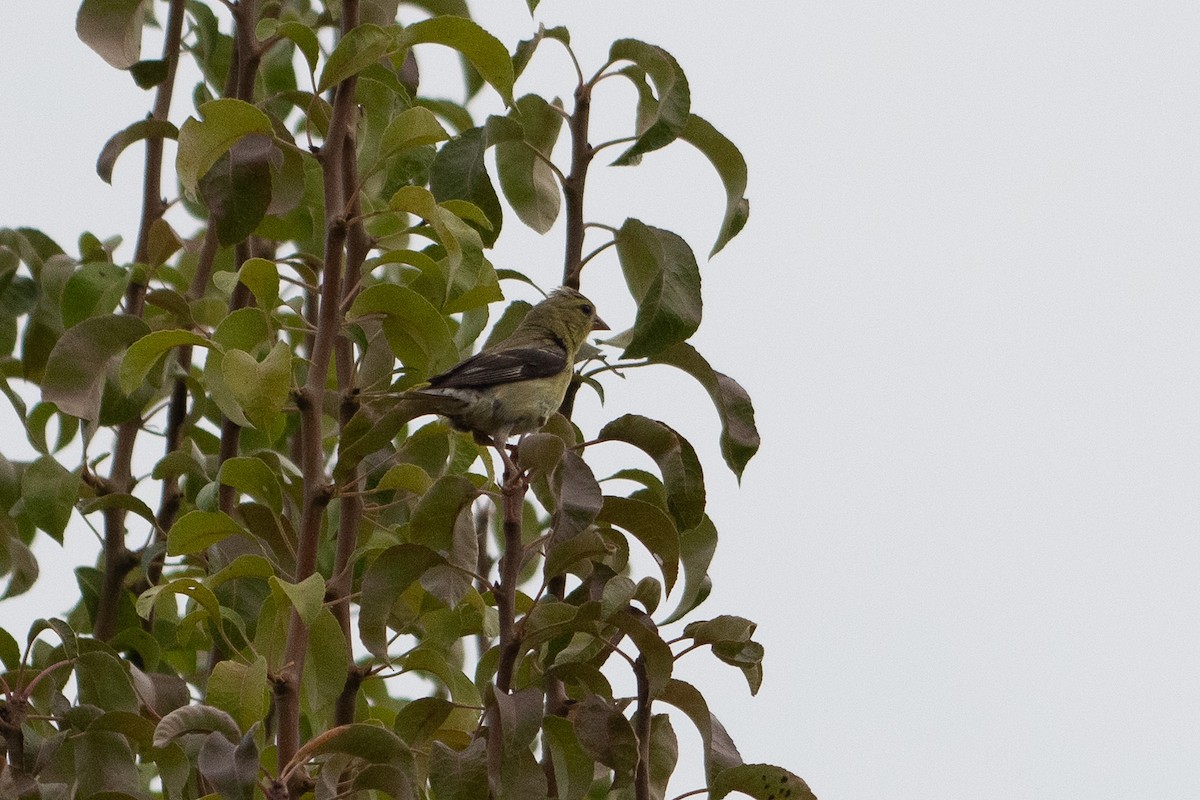 American Goldfinch - ML641589267
