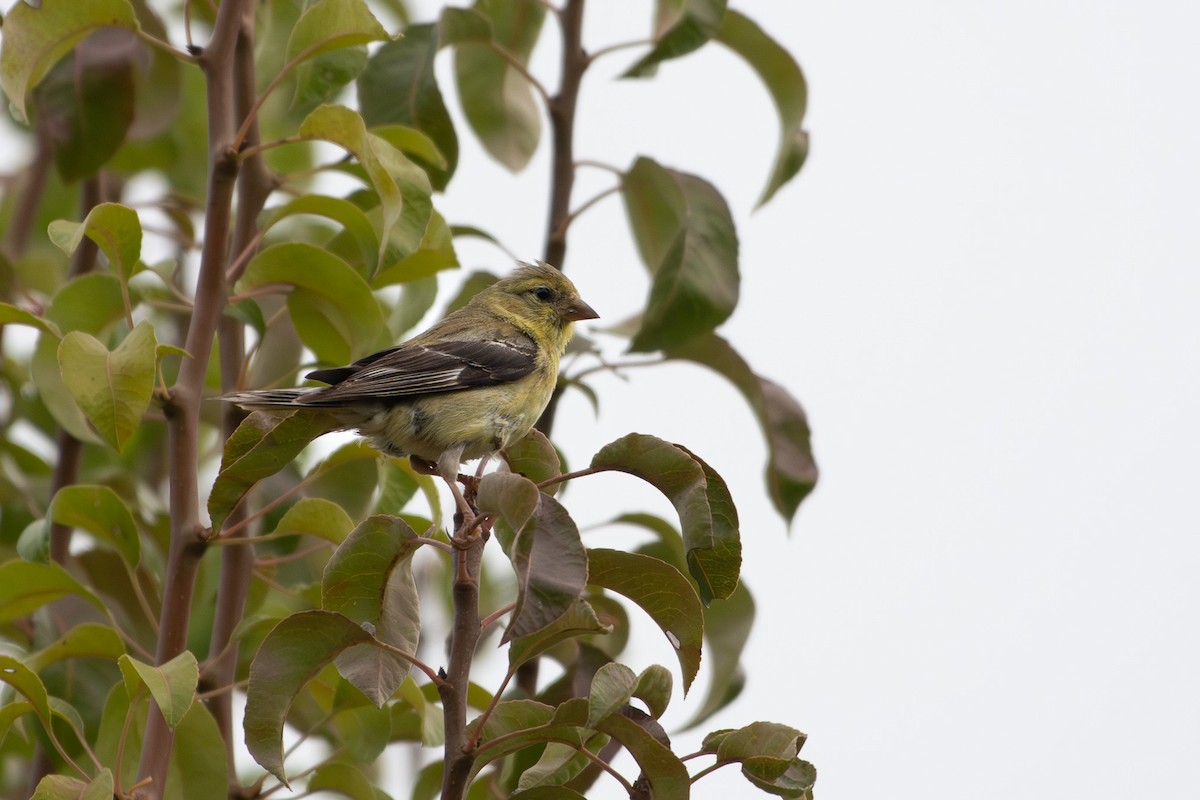American Goldfinch - ML641589268