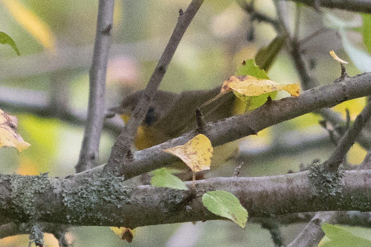 Common Yellowthroat - ML641589279