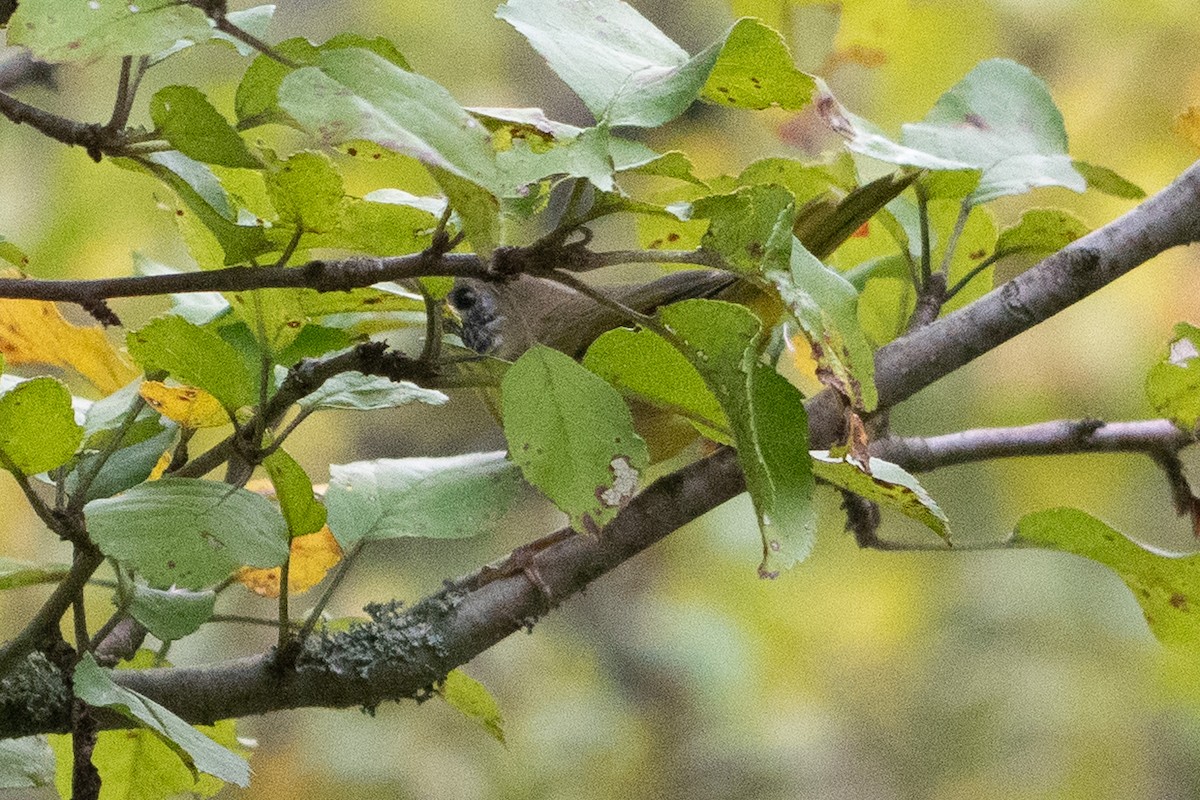 Common Yellowthroat - ML641589280