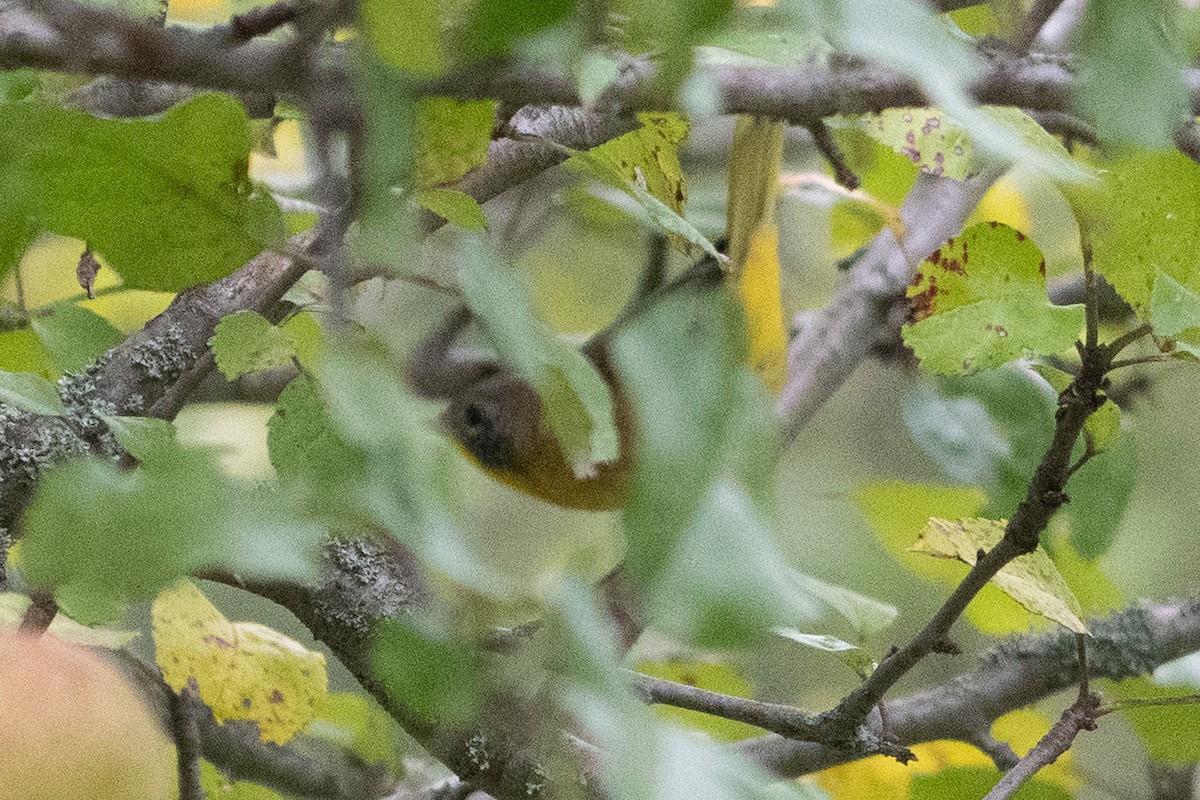 Common Yellowthroat - ML641589281