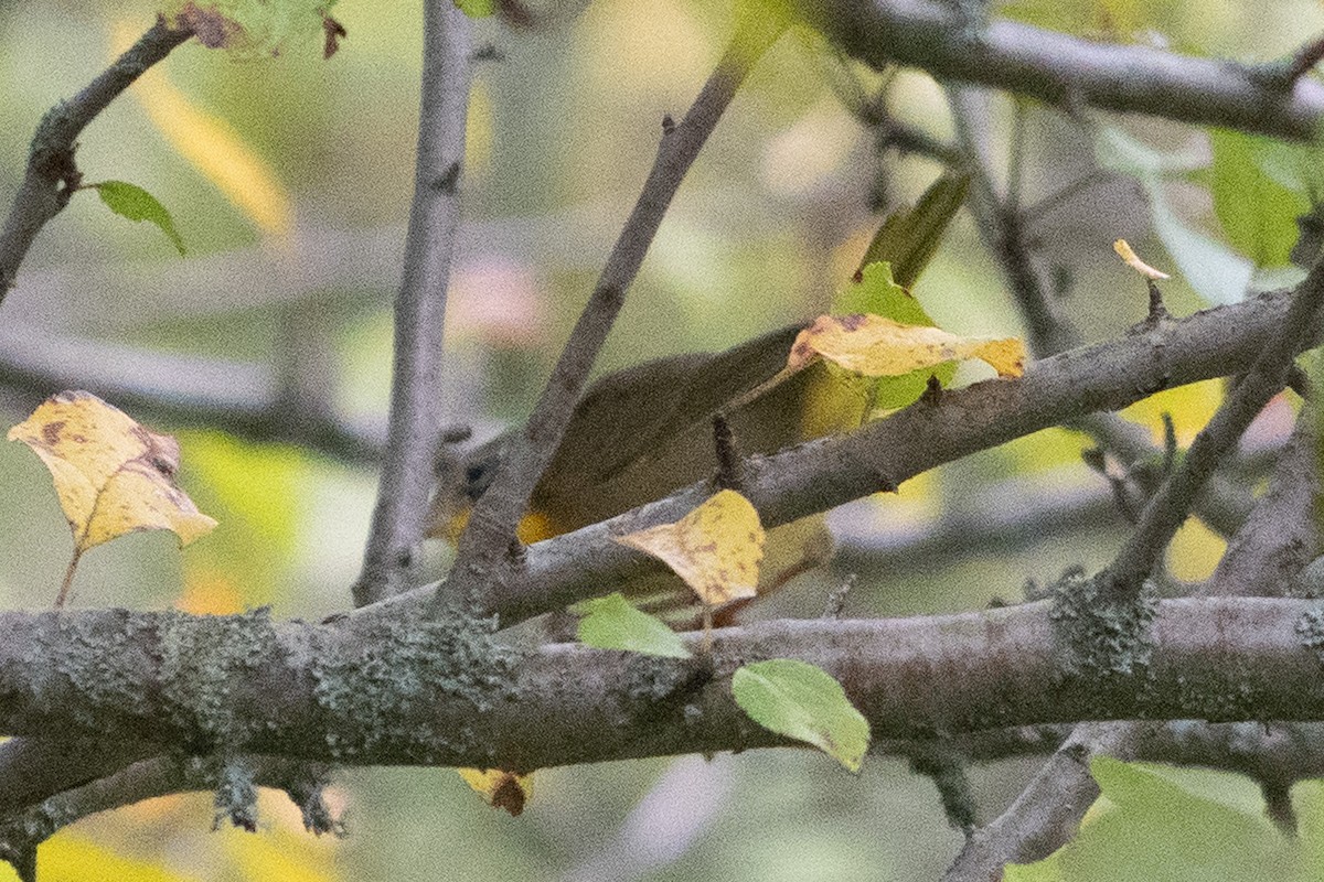 Common Yellowthroat - ML641589282